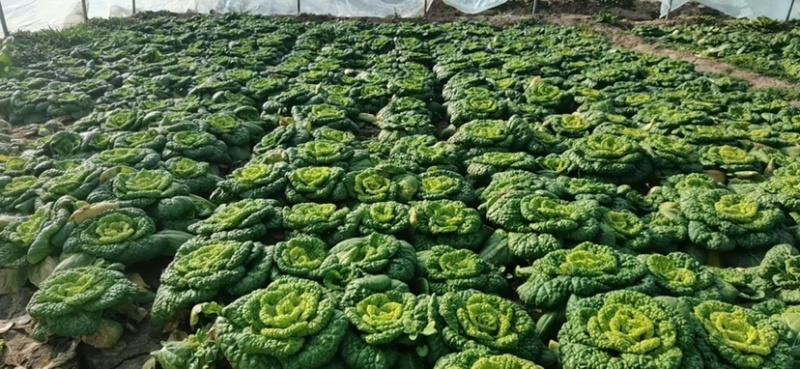 奶油乌塌菜黄芯乌种子耐寒耐抽苔外形美观耐运输
