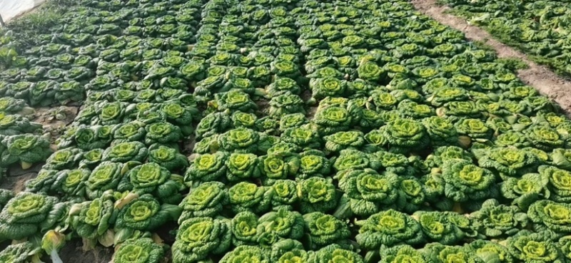 奶油乌塌菜黄芯乌种子耐寒耐抽苔外形美观耐运输