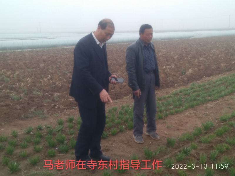 久星23号韭菜种子，杂交育种，休眠，直立性超强，生长特壮