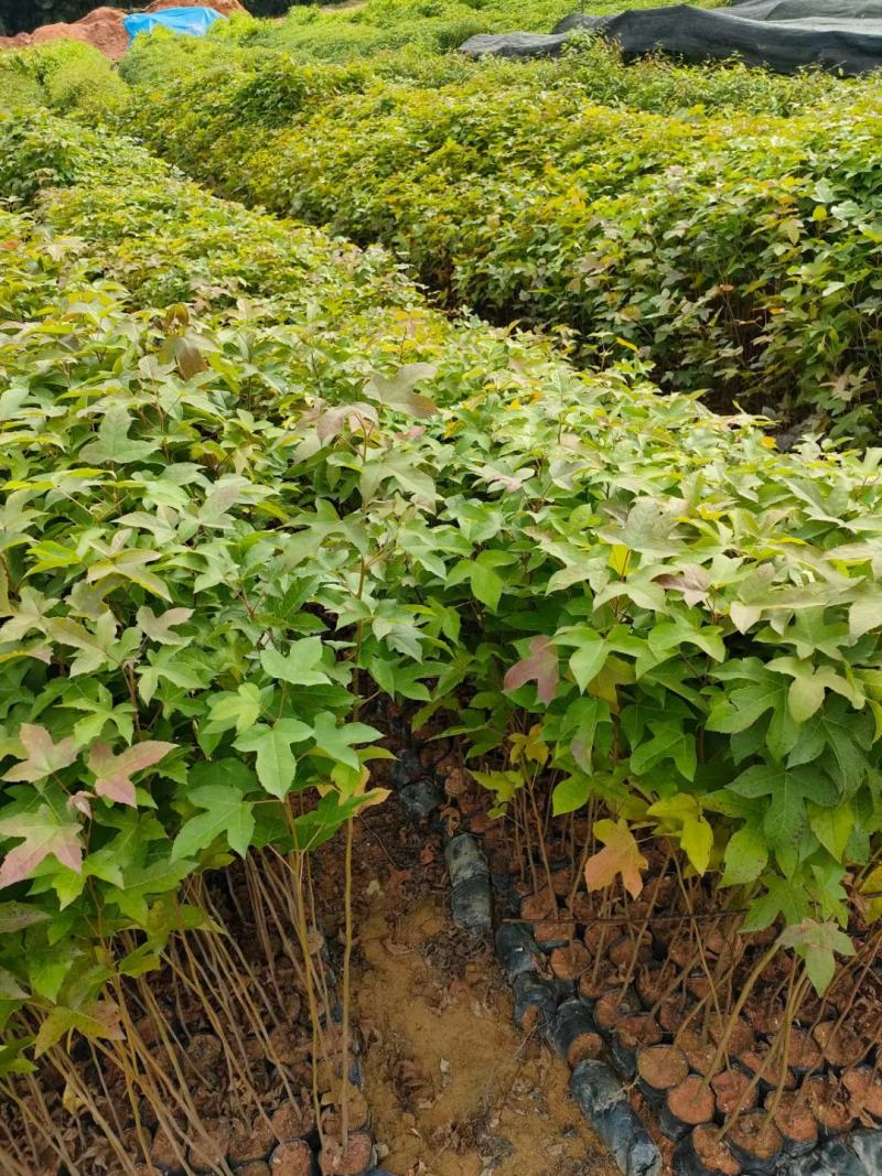 枫香，三角枫，枫香营养小袋苗，枫香批发价格