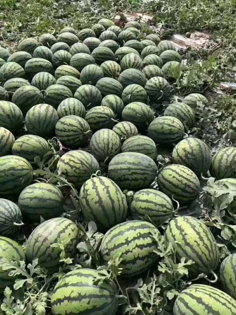 【产地直销】精品甜王西瓜。糖度14个。一手货源，代发全国