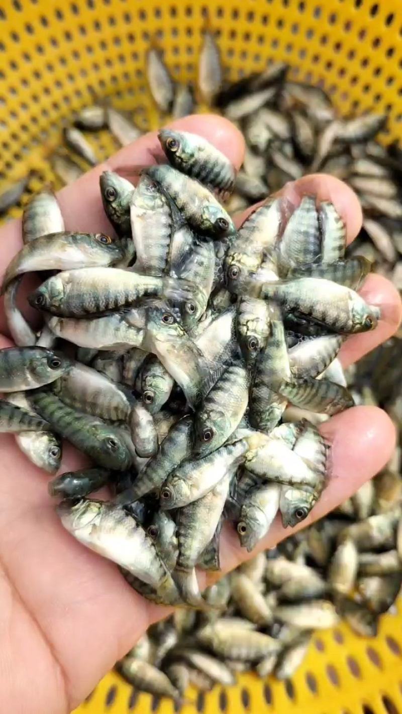 优质罗非鱼苗脆肉罗非鱼苗海南一号罗非快大种苗成活率高
