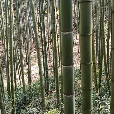 毛竹