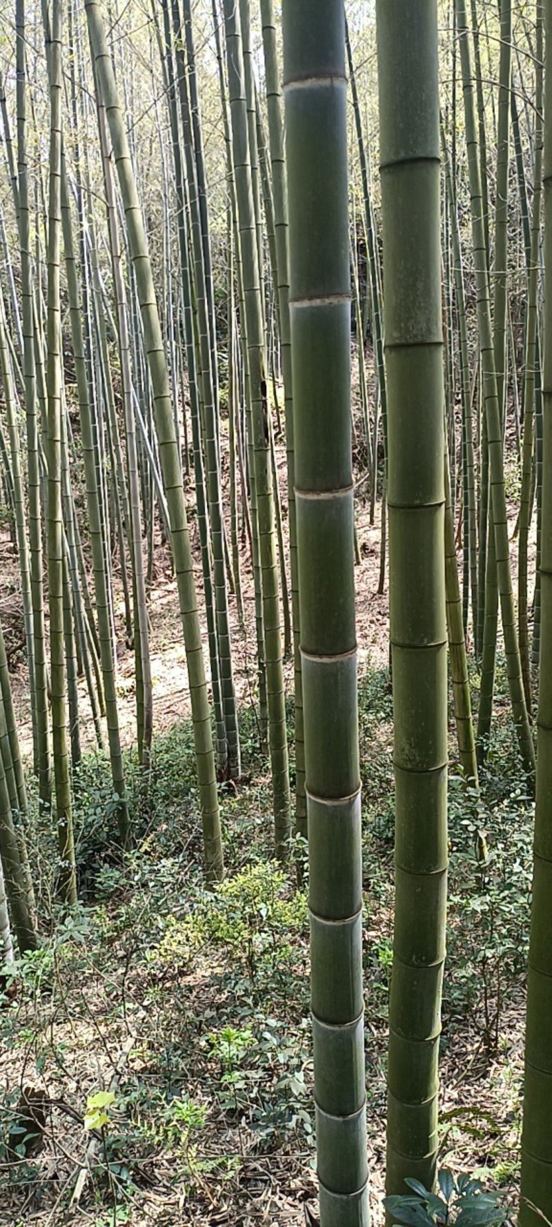 毛竹