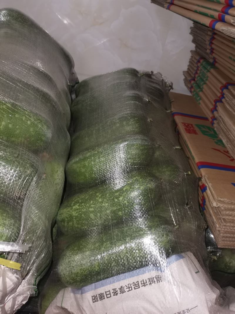 新根毛节瓜吊瓜已经少量上市