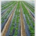全新农用黑色地膜除草地膜果园除草膜防草膜果树加厚保温塑料
