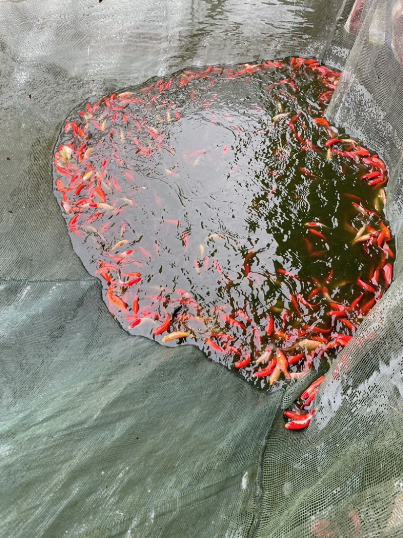 红鲤鱼苗，日本红鲤，优质苗漂亮快大观赏价值强。