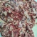 山东牛碎肉纯干牛碎肉量大诚信经营互惠互利欢迎选购