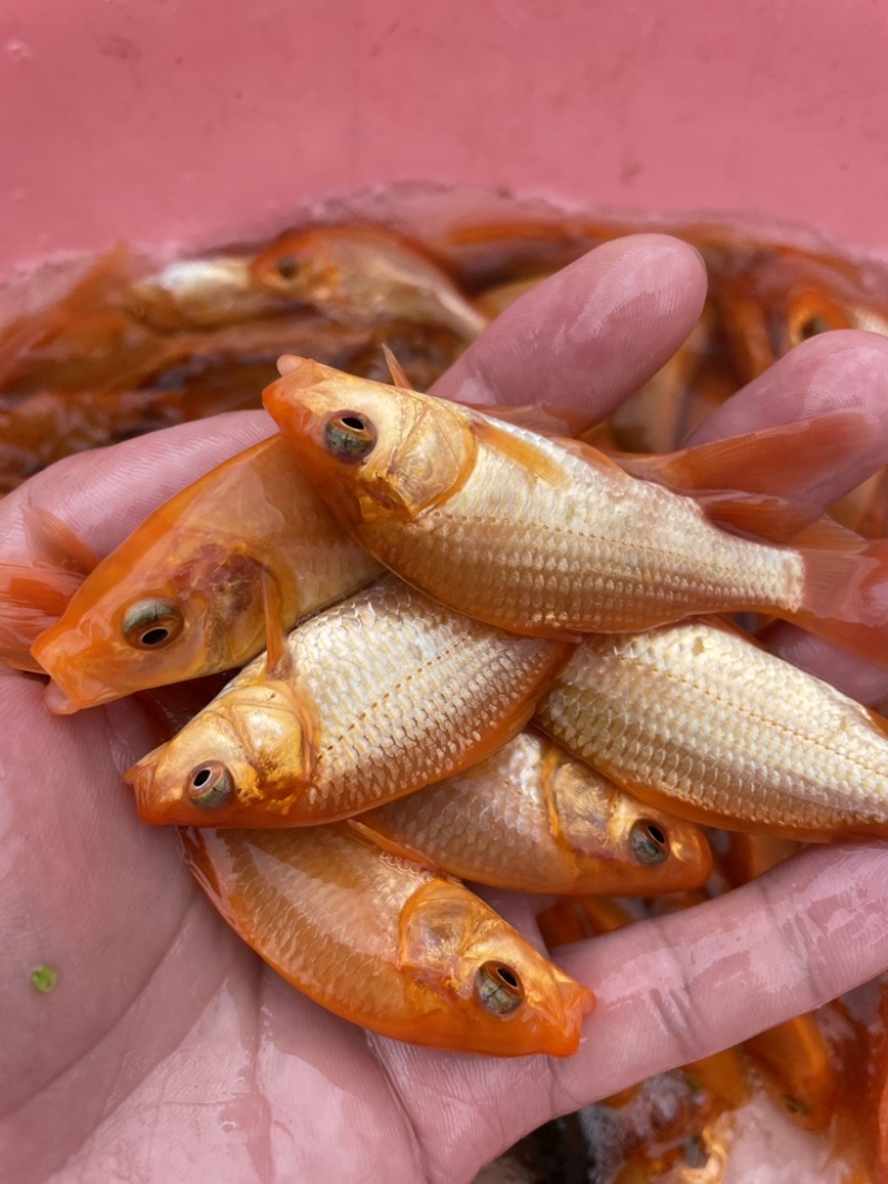 红鲤鱼苗，日本红鲤，优质苗漂亮快大观赏价值强。