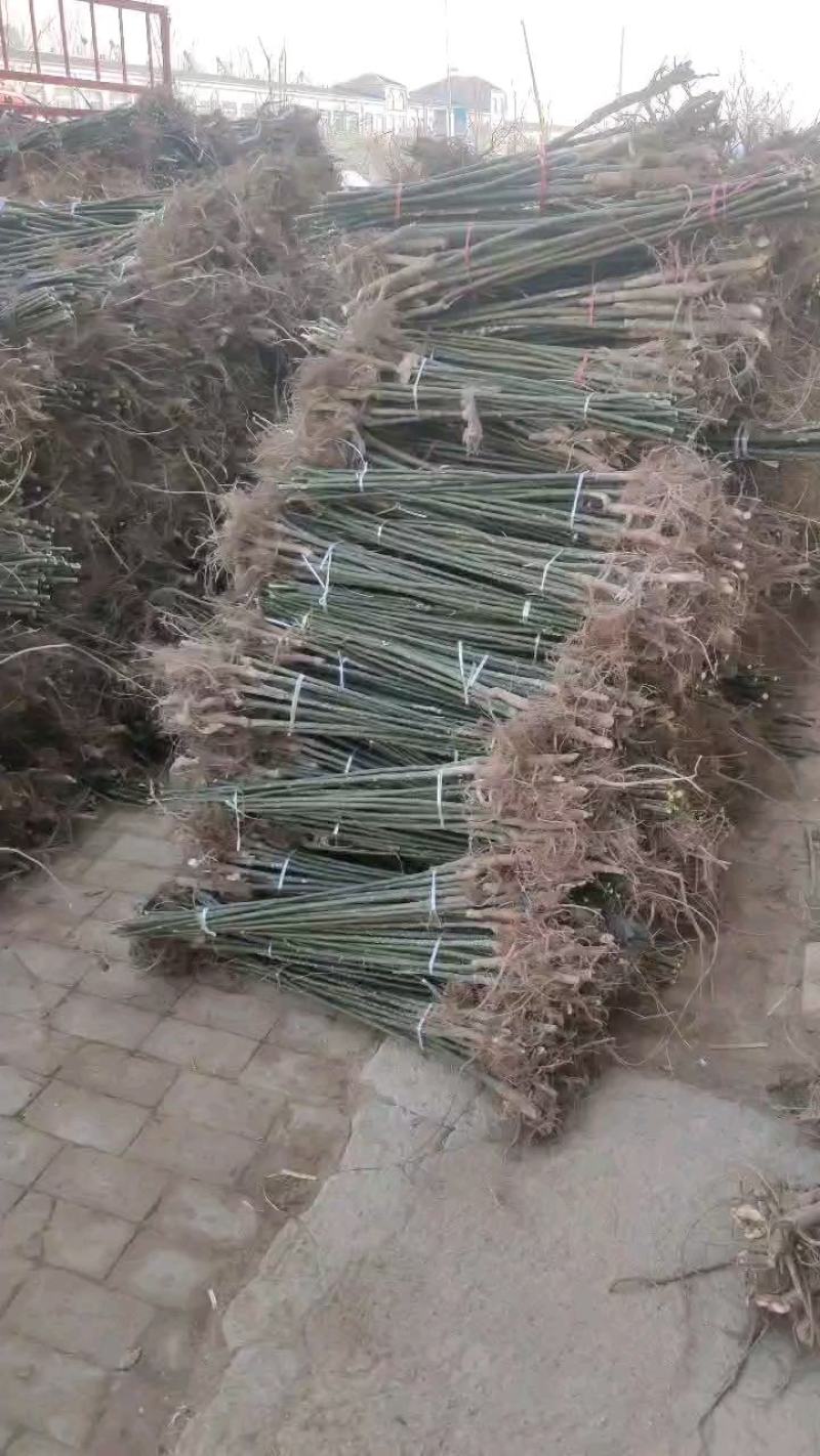 8公分9公分10公分12公分15公分国槐，速生国槐