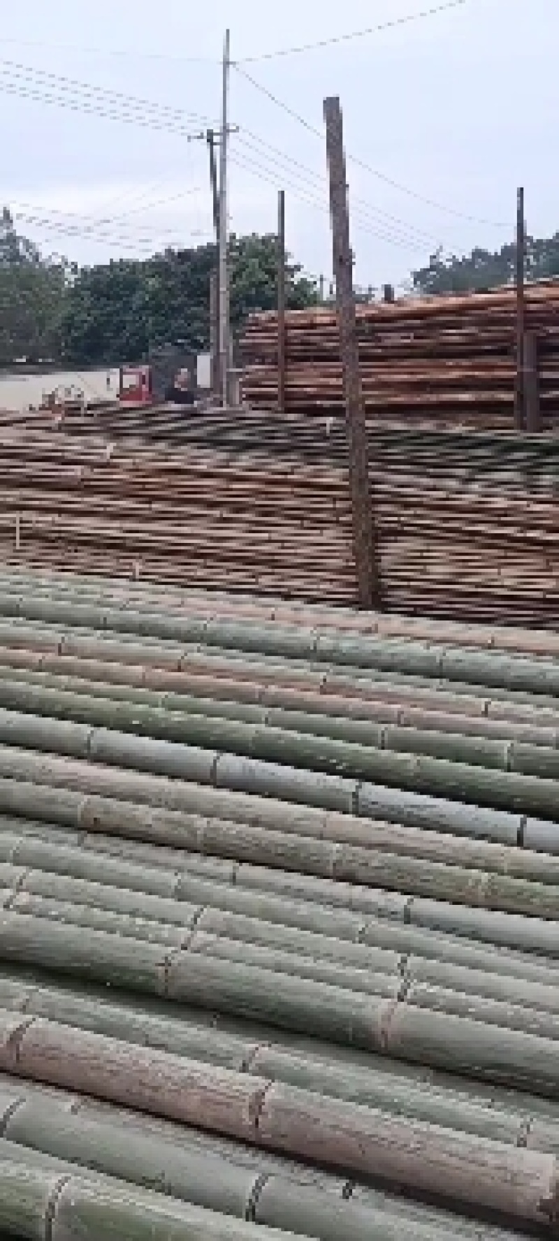 成都厂家直销精品楠竹大量上市中，现货批发各种规格