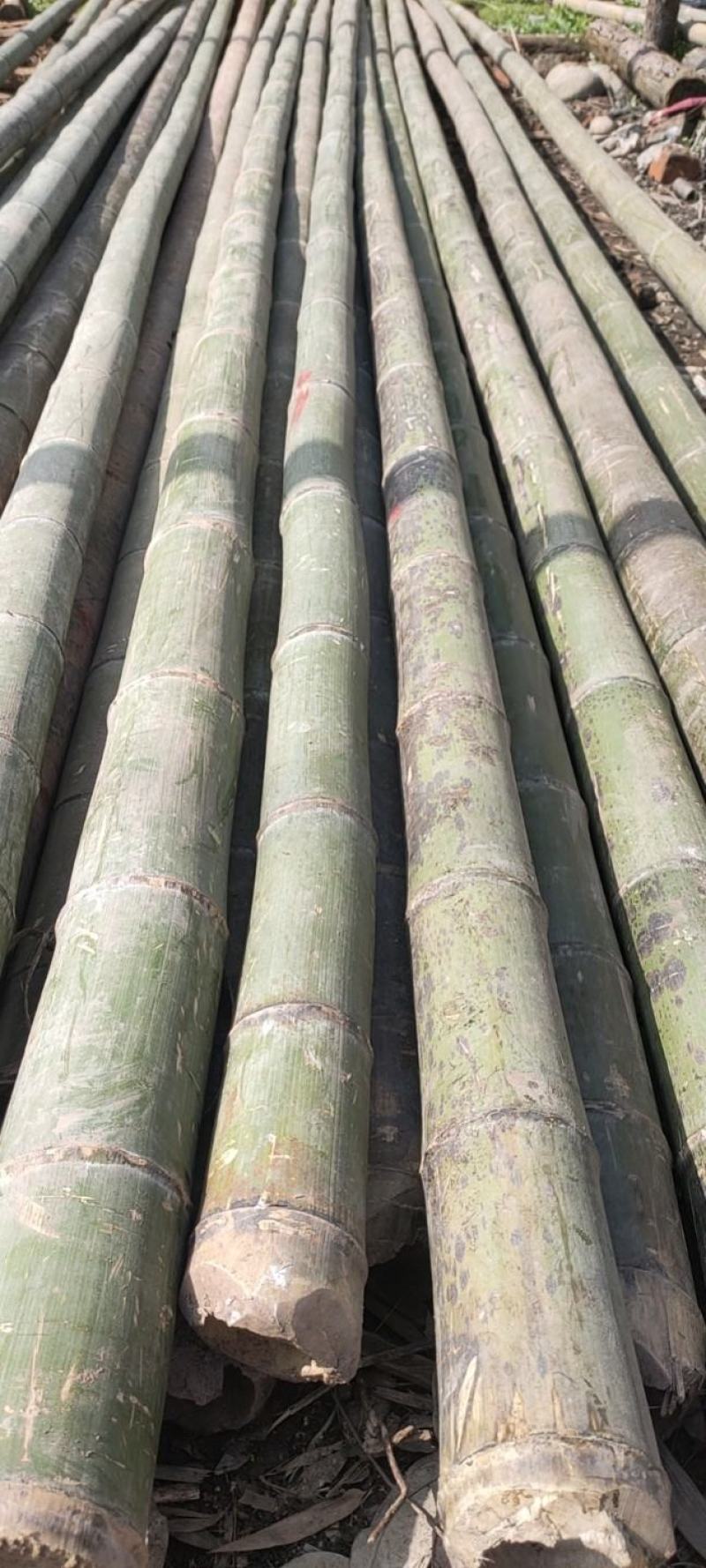 成都厂家直销精品楠竹大量上市中，现货批发各种规格