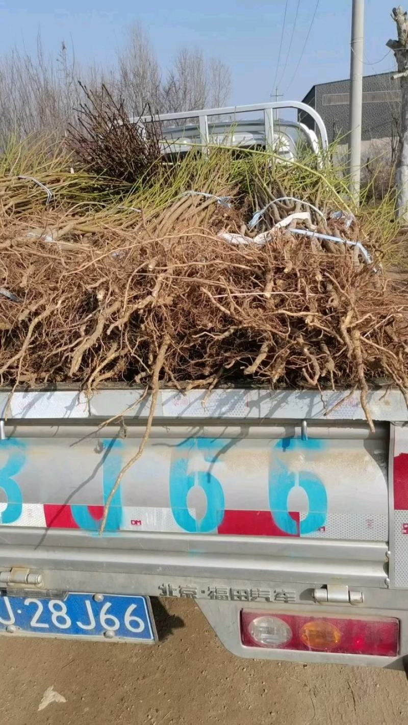 早熟油蟠桃树苗早熟个大耐储存基地发货现挖现发保湿邮寄