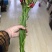 香雪兰小苍兰种球大球/小籽球基地自产对版盆栽切花生产
