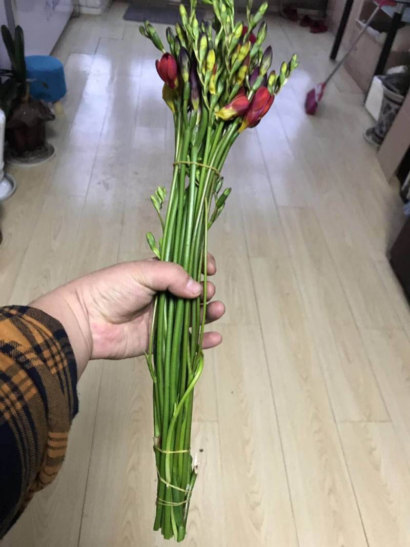 香雪兰小苍兰种球大球/小籽球基地自产对版盆栽切花生产