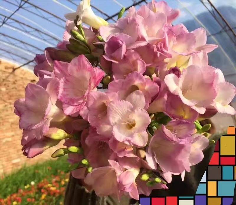 香雪兰小苍兰种球大球/小籽球基地自产对版盆栽切花生产