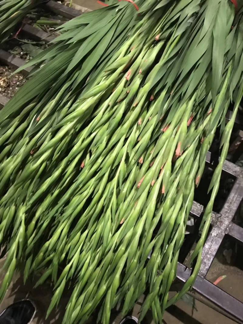 国产唐菖蒲剑兰种球基地自繁大量供应绿化景区花海