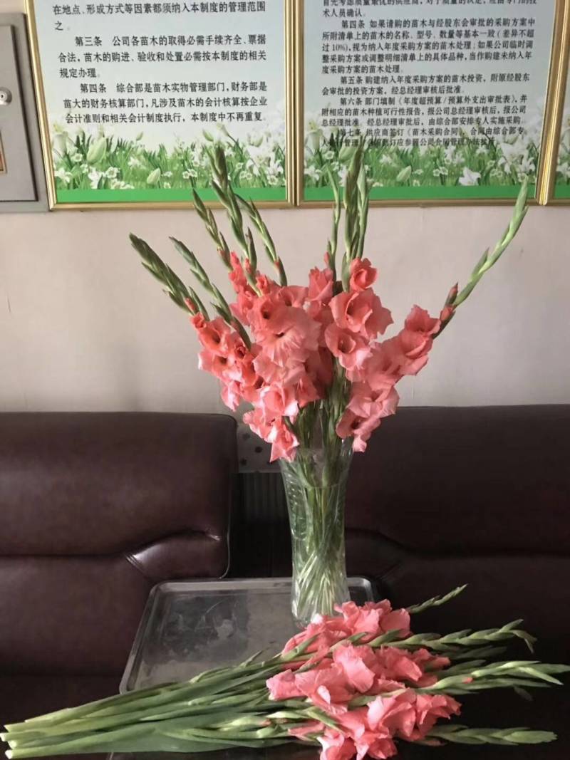 国产唐菖蒲剑兰种球基地自繁大量供应绿化景区花海