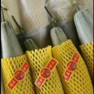 博洋61山东万亩甜瓜基地,花雷甜瓜,大量上市果形正口感甜