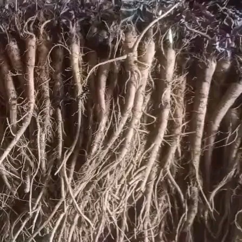 甘肃肉独活种苗产地，现挖现卖，质量杠杠的