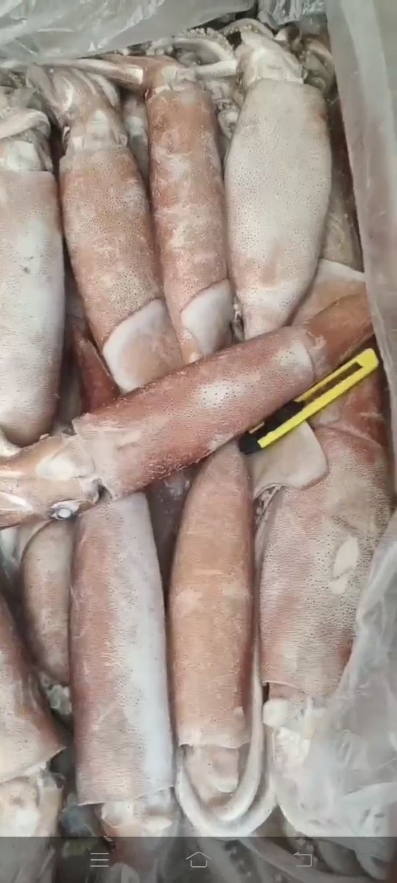 船冻鱿鱼有货欢迎致电！！！！！！！！！！！！