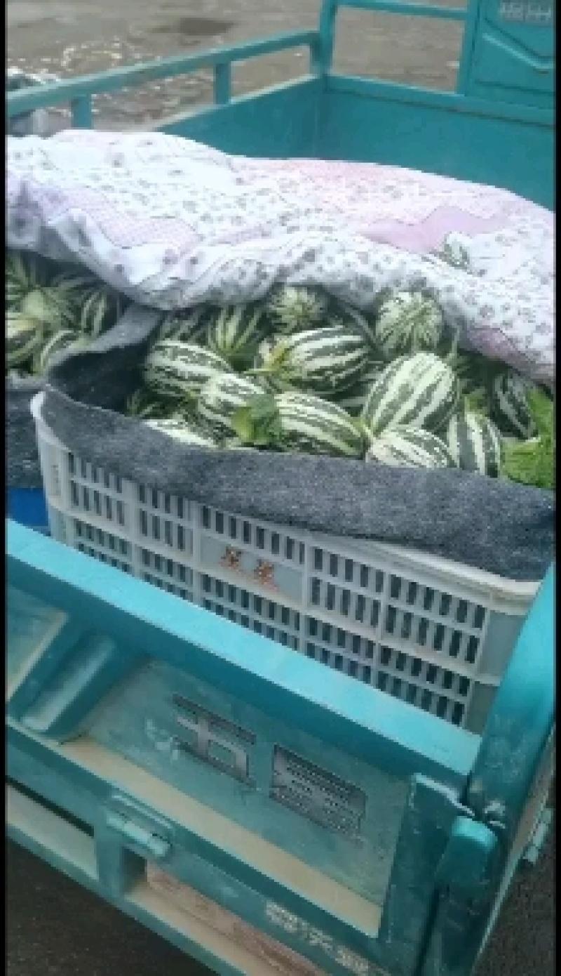 博洋九号山东万亩甜瓜基地，花雷甜瓜，大量上市果形正口感甜