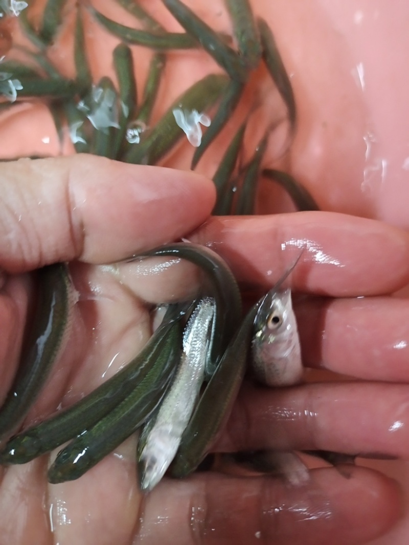 赤眼鱼苗，红眼鳟苗，技术孵化出产优质良种苗。