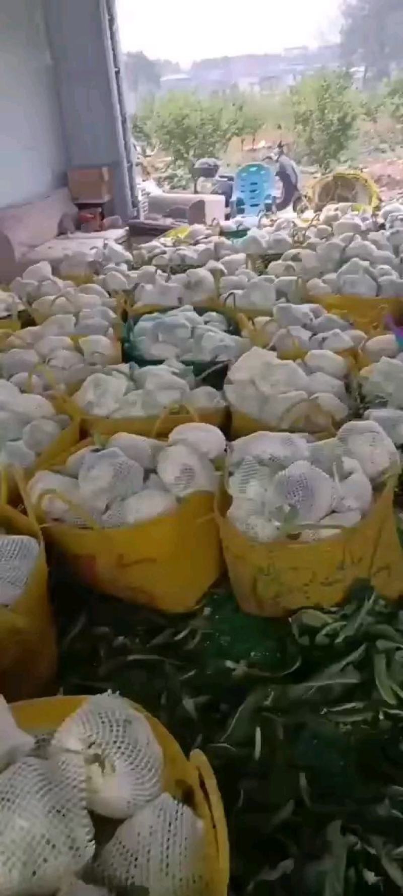 贵州安顺白花菜大量优先基地一手货源优先全国发货需要的联系