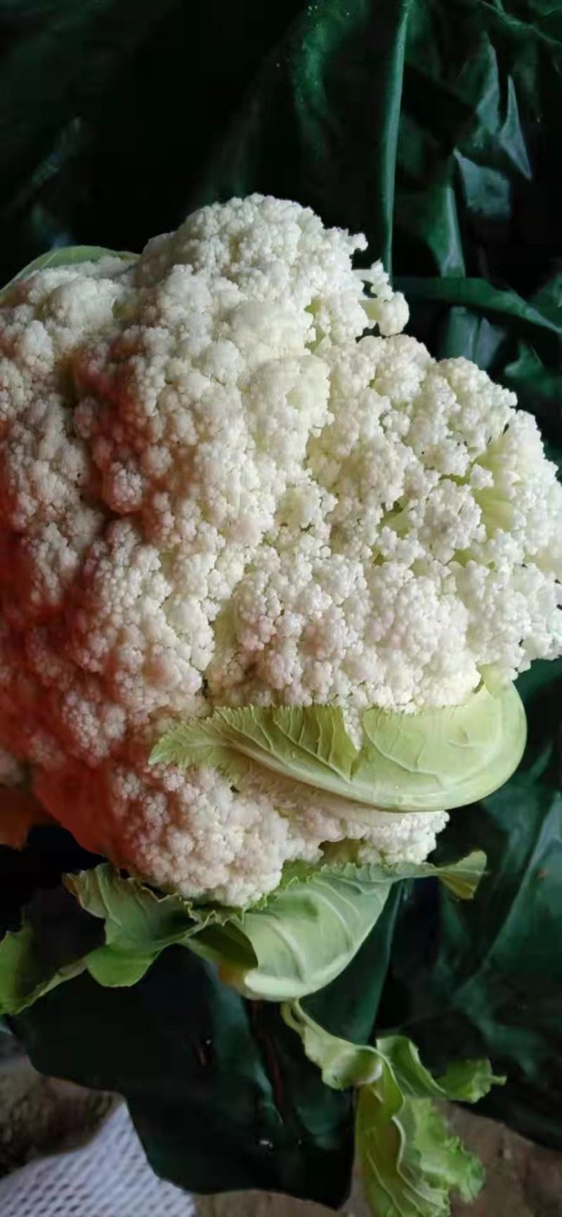 贵州安顺白花菜大量优先基地一手货源优先全国发货需要的联系