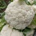 贵州安顺白花菜大量优先基地一手货源优先全国发货需要的联系