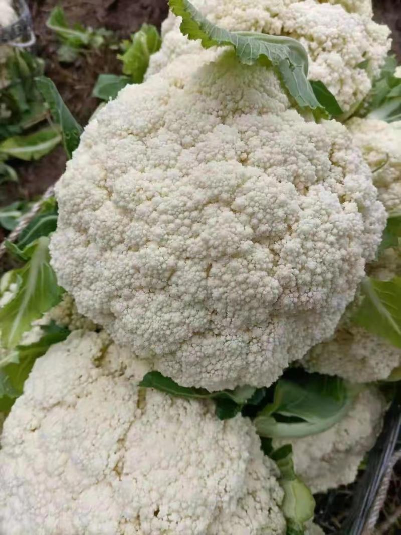 贵州安顺白花菜大量优先基地一手货源优先全国发货需要的联系