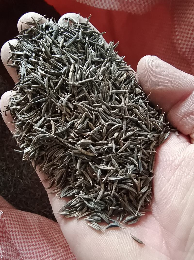 波斯菊种子现在什么价格快递能送货上门不能
