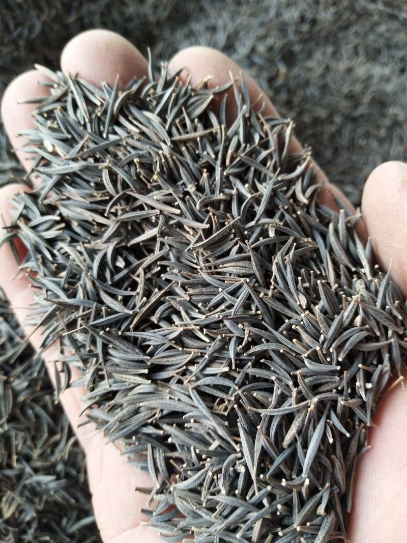 波斯菊种子现在什么价格快递能送货上门不能