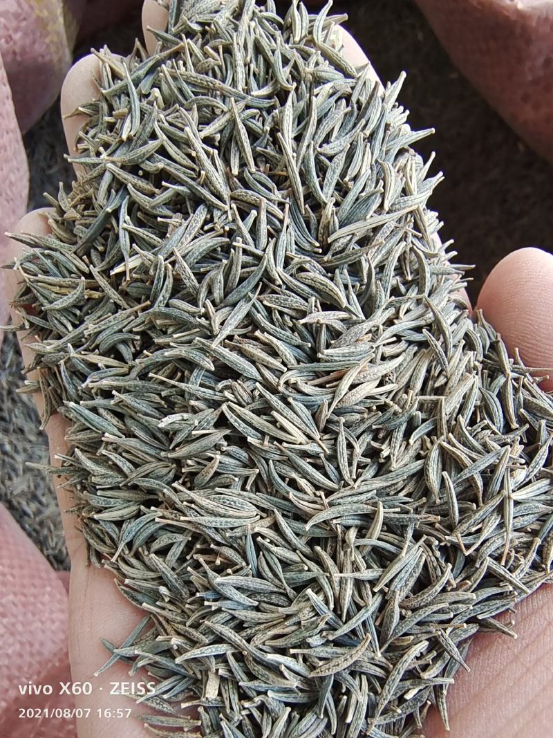 波斯菊种子现在什么价格快递能送货上门不能