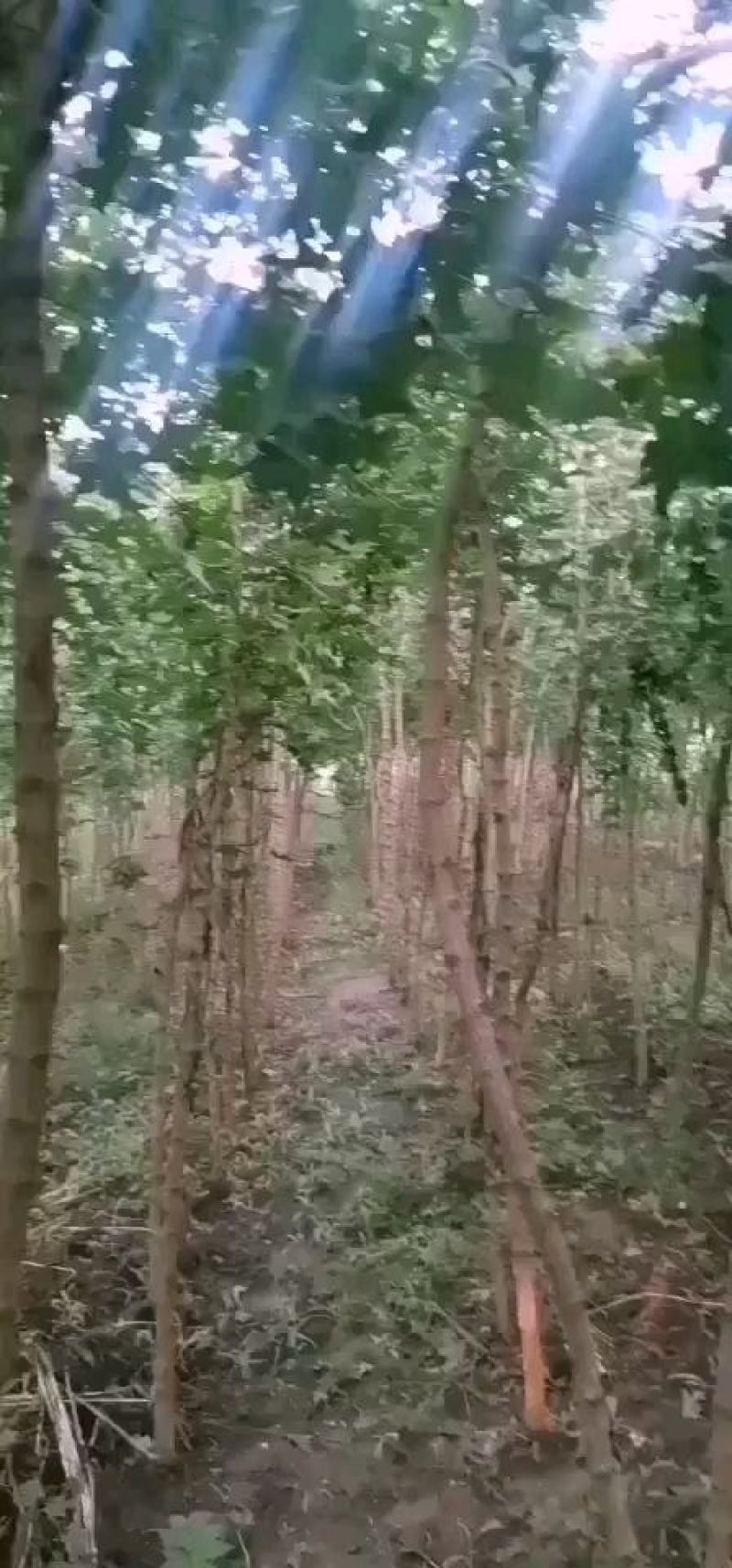 枫树-五角枫3—8公分，规格齐全，大量供应，苗圃直销