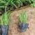 多年生宿根植物紫穗狼尾草，小兔子狼尾草，基地直供量大从优