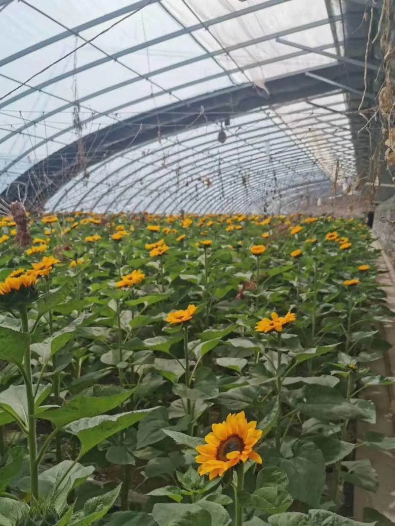 向日葵种子，鲜切花“文森特”向日葵种子，观赏性强，周期短