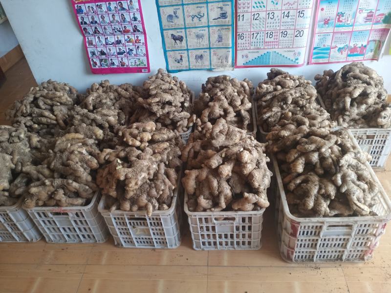 大姜
