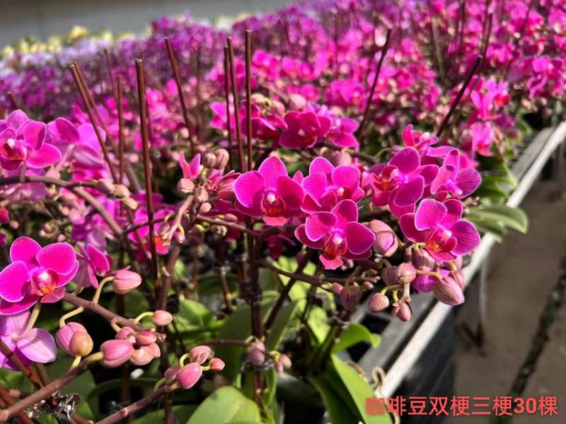 咖啡豆蝴蝶兰2.8寸双梗三梗混装12/株一箱30株很漂亮
