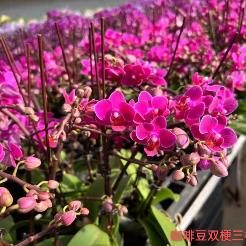 咖啡豆蝴蝶兰2.8寸双梗三梗混装12/株一箱30株很漂亮