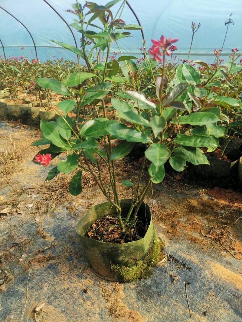希美丽园林绿化庭院种植佳品，一手货源，基地直销