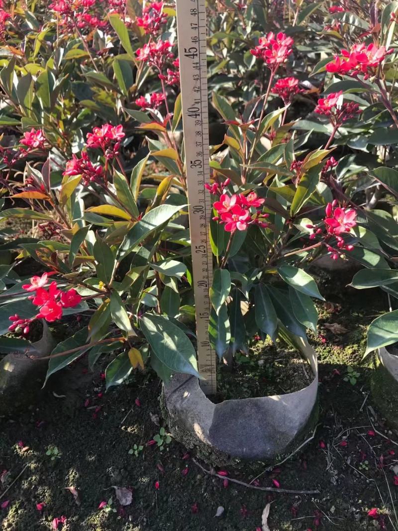 希美丽园林绿化庭院种植佳品，一手货源，基地直销