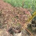 希美丽园林绿化庭院种植佳品，一手货源，基地直销