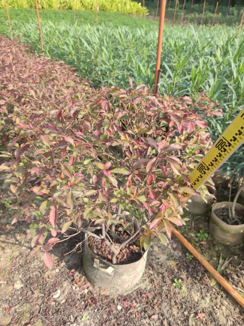 希美丽园林绿化庭院种植佳品，一手货源，基地直销