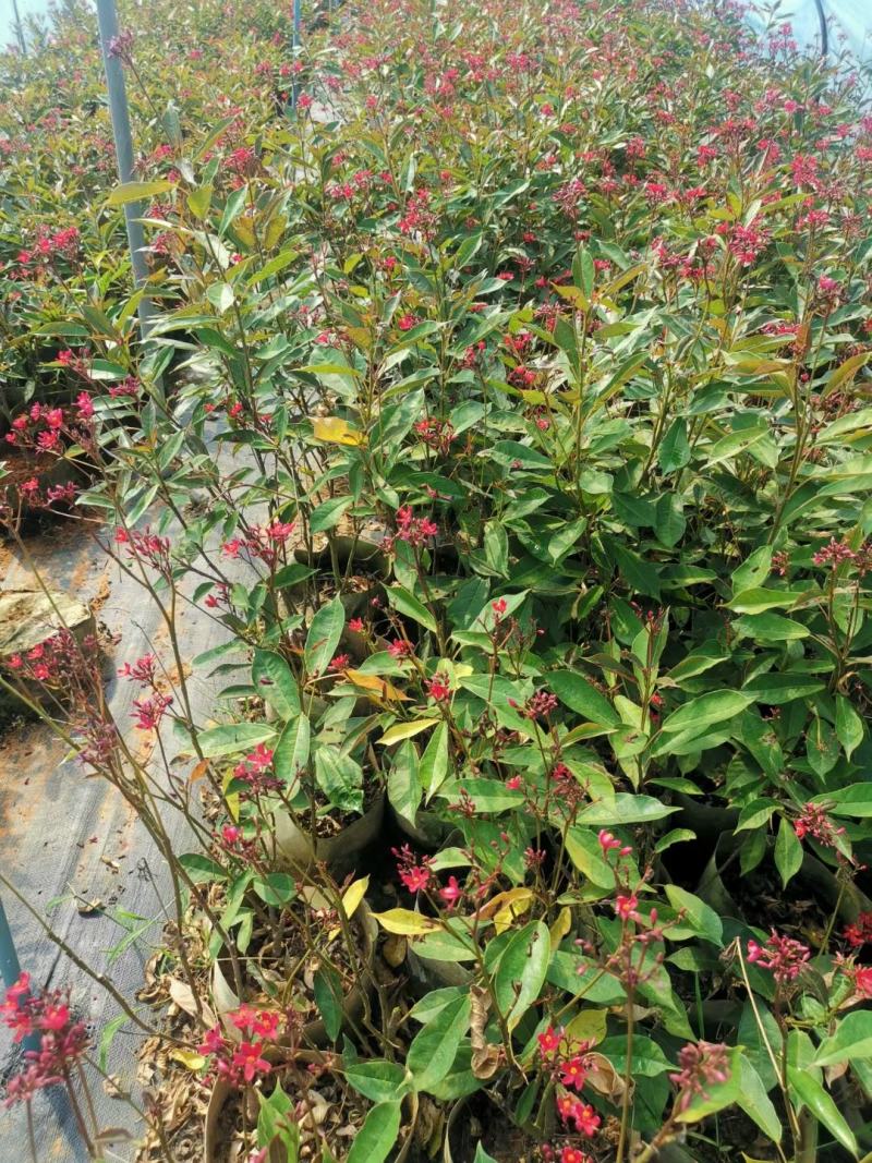 希美丽园林绿化庭院种植佳品，一手货源，基地直销