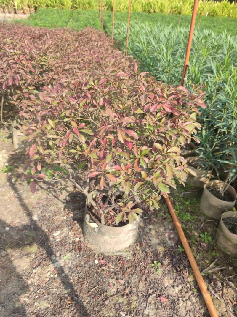 希美丽园林绿化庭院种植佳品，一手货源，基地直销