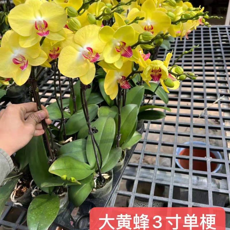大黄蜂蝴蝶兰3寸单梗一棵12元30棵一箱根须壮实基地直发