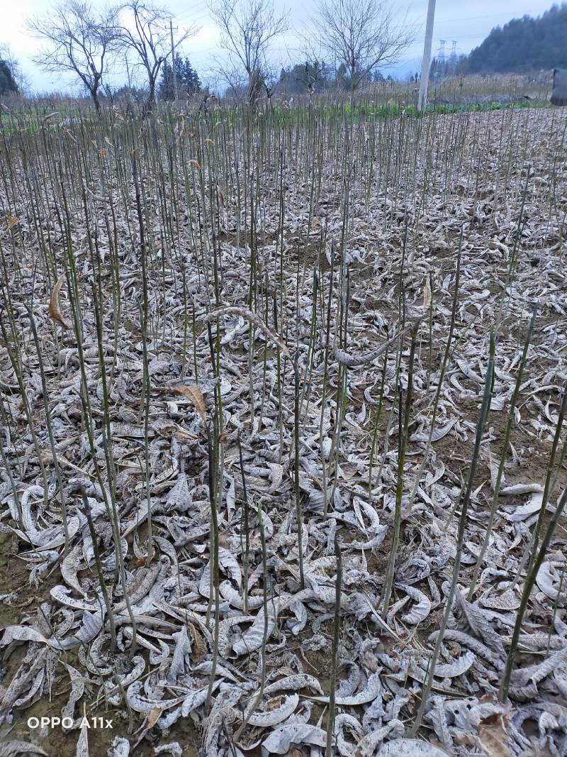 马卦木用途绿化造林，耐寒成活率高全国各地都适应，