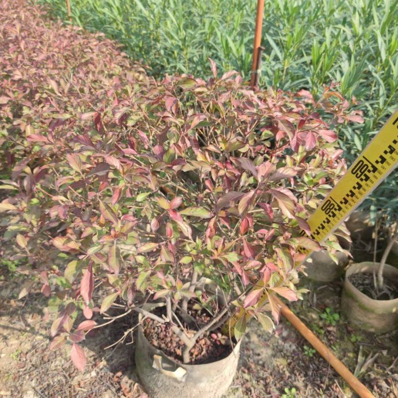 希美丽园林绿化庭院种植佳品，一手货源，基地直销