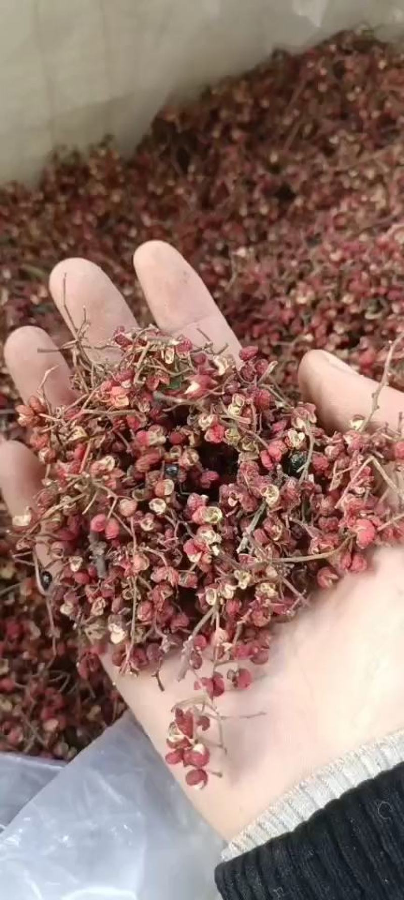 【今日好货】新货韩城大红袍红花椒花椒粉颗粒发麻香味十足